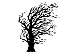 Windswept tree 2