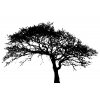 Oak 2