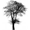 Ash tree 2