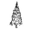 Fir tree 2