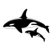Orca whales 2