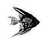 Angel fish 2