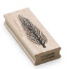 Poplar tree