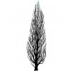 Tree Poplar 2