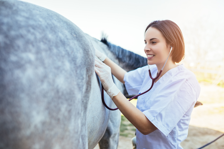 Láska a zdraví prochází žaludkem, aneb 10 tipů, jak zlepšit zažívání Vašeho koně