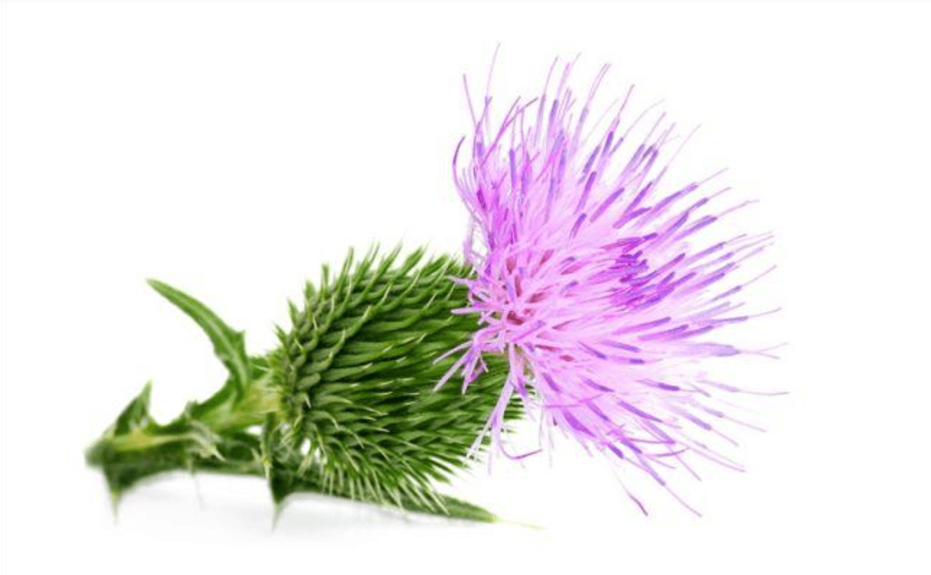 Ostropestřec – nejlepší pomocník pro Vaše játra