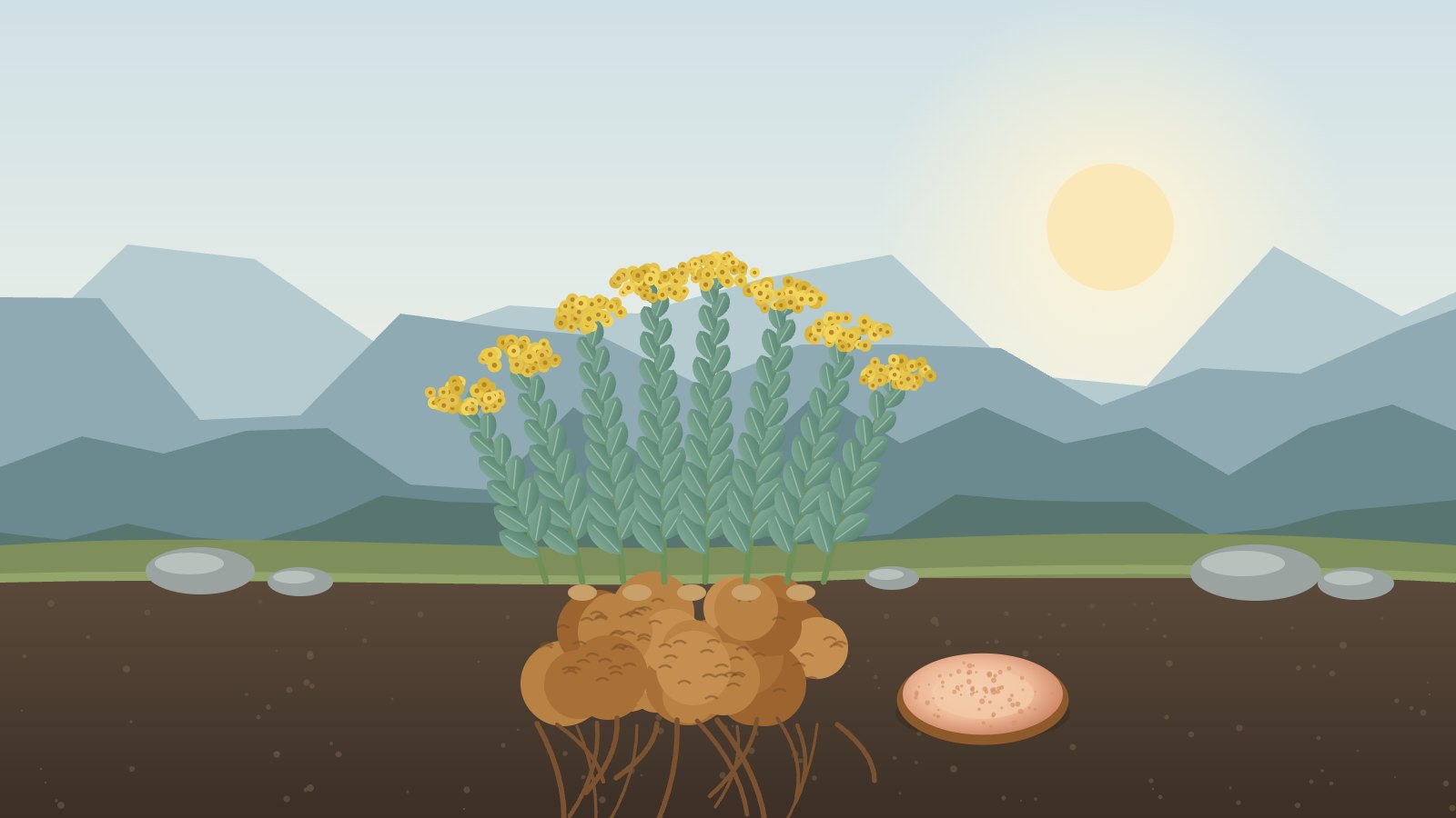 Rhodiola (rozchodnice růžová): co to je, jak ji užívat a jak vybrat