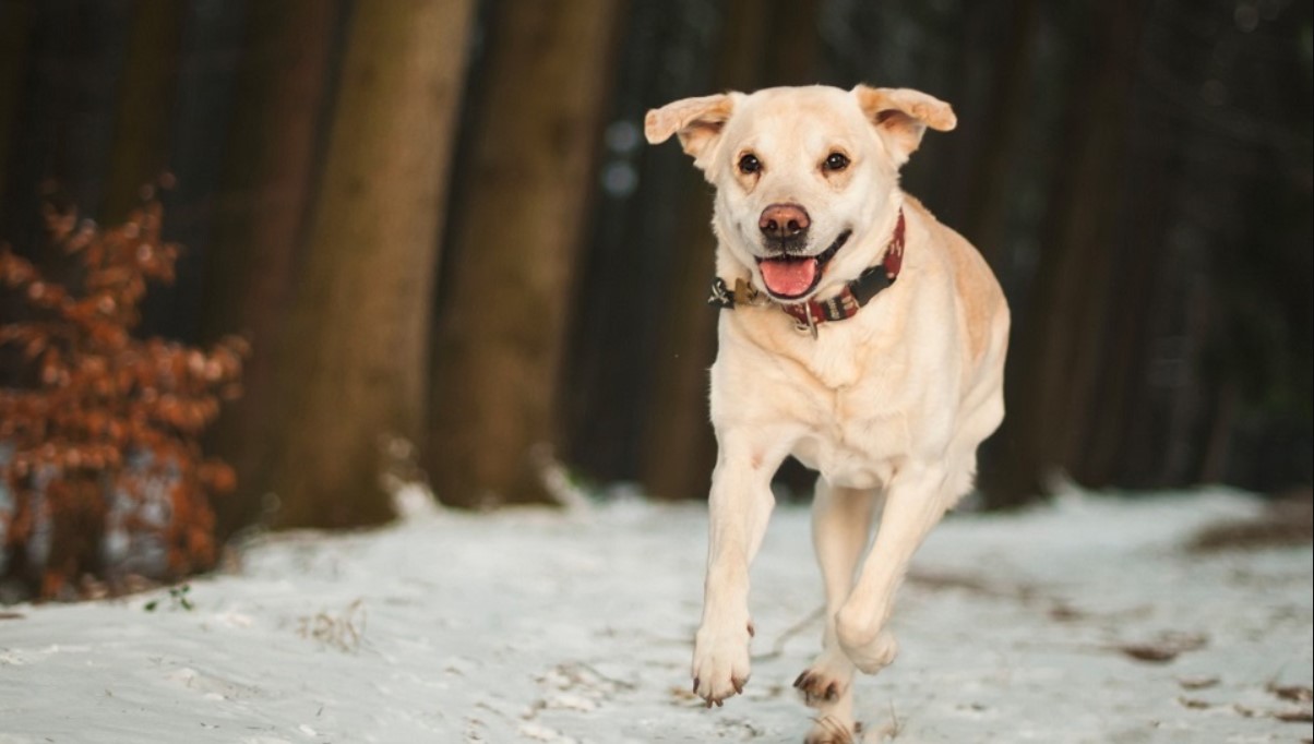 Utlumení ALERGIE u zvířat - nejvhodnější je začít v zimním období