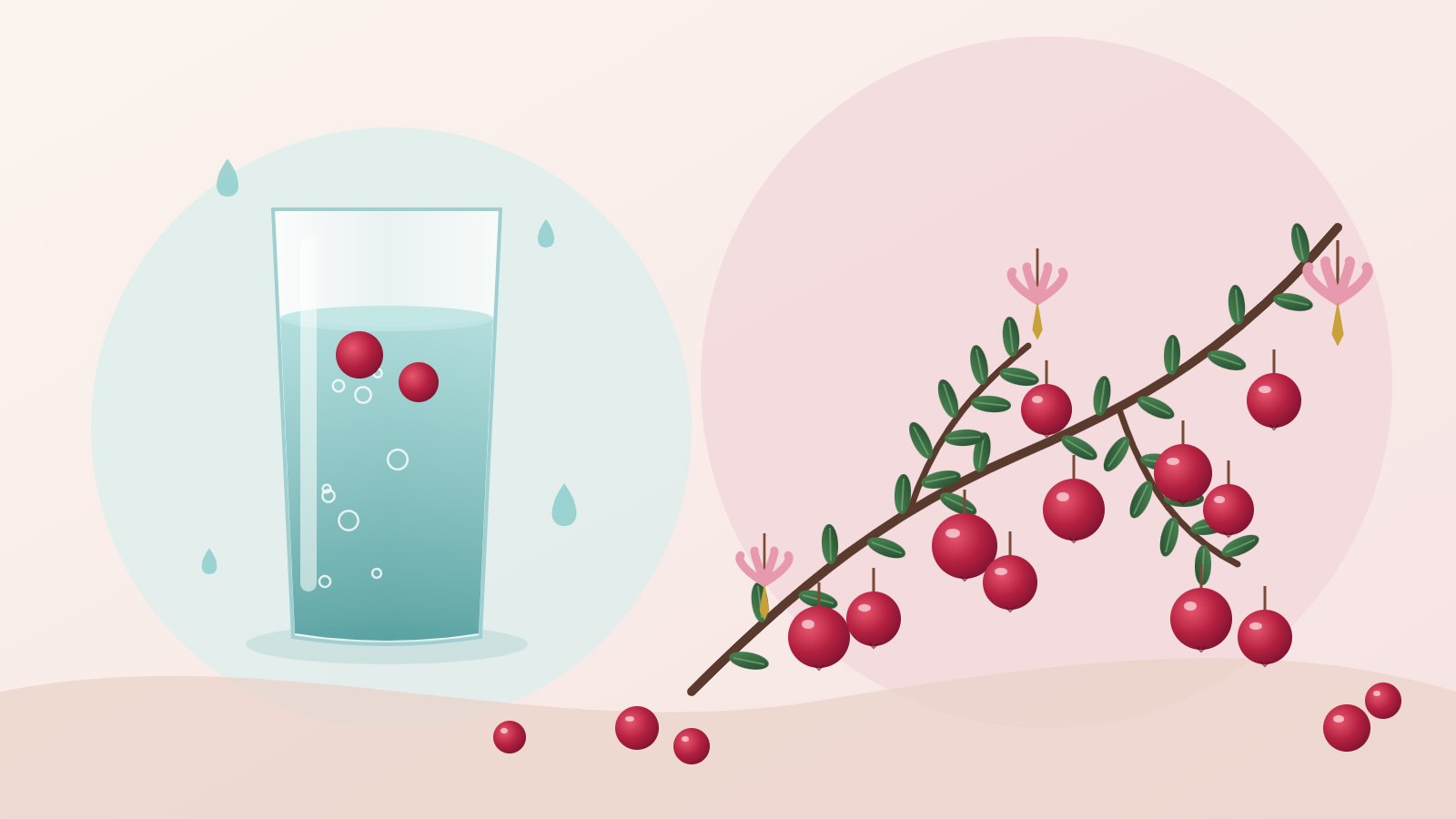 Ilustrace: sklenice vody s plody klikvy a vedle ní větvička klikvy velkoplodé s růžovými květy a červenými bobulemi
