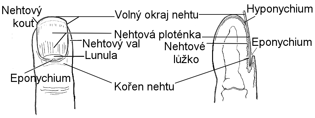 Anatomie_konce_prstu