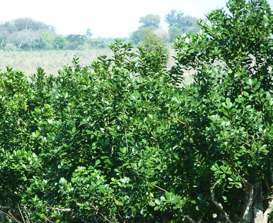¿Qué es la Yerba Mate?