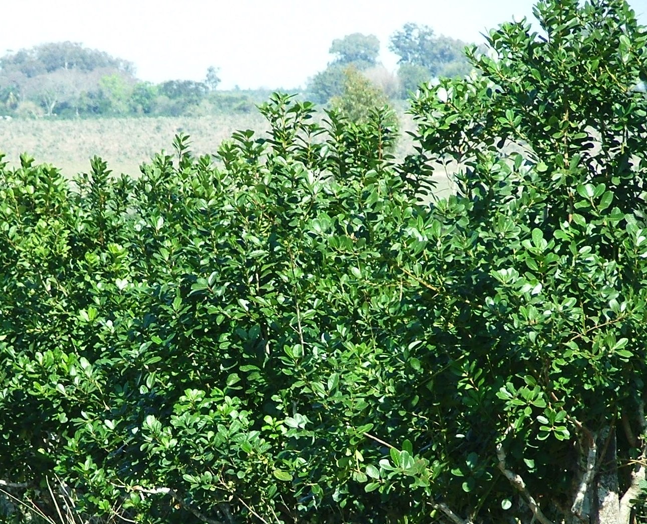 Qu’est-ce que le yerba maté, au juste ?