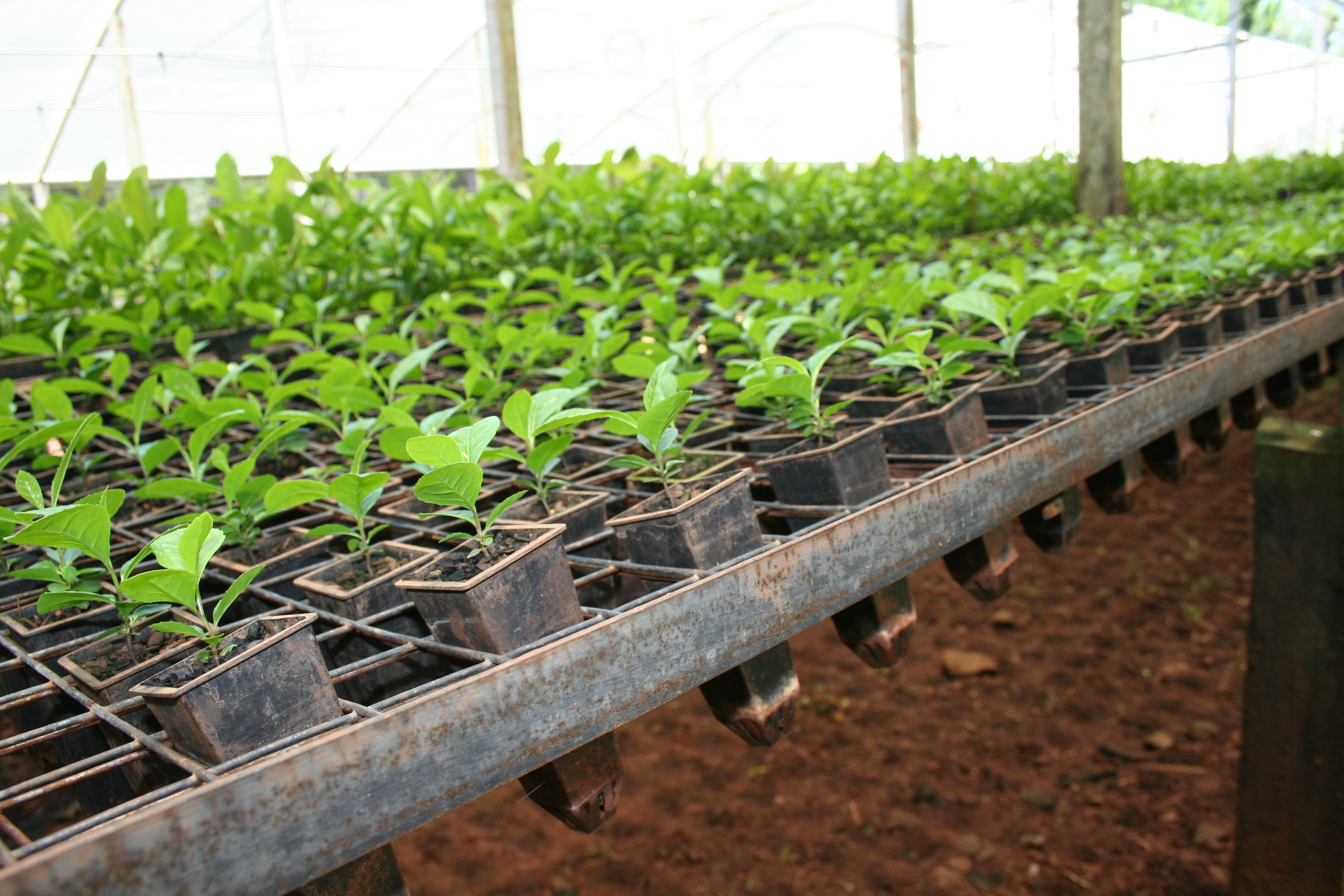 vivero-yerba-mate-hd