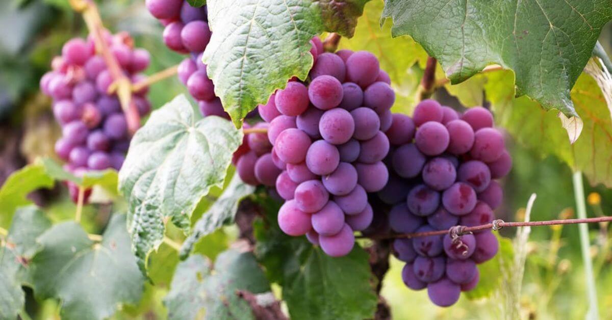 Resveratrol: Co to je, jaké má účinky a kdy ho užívat?