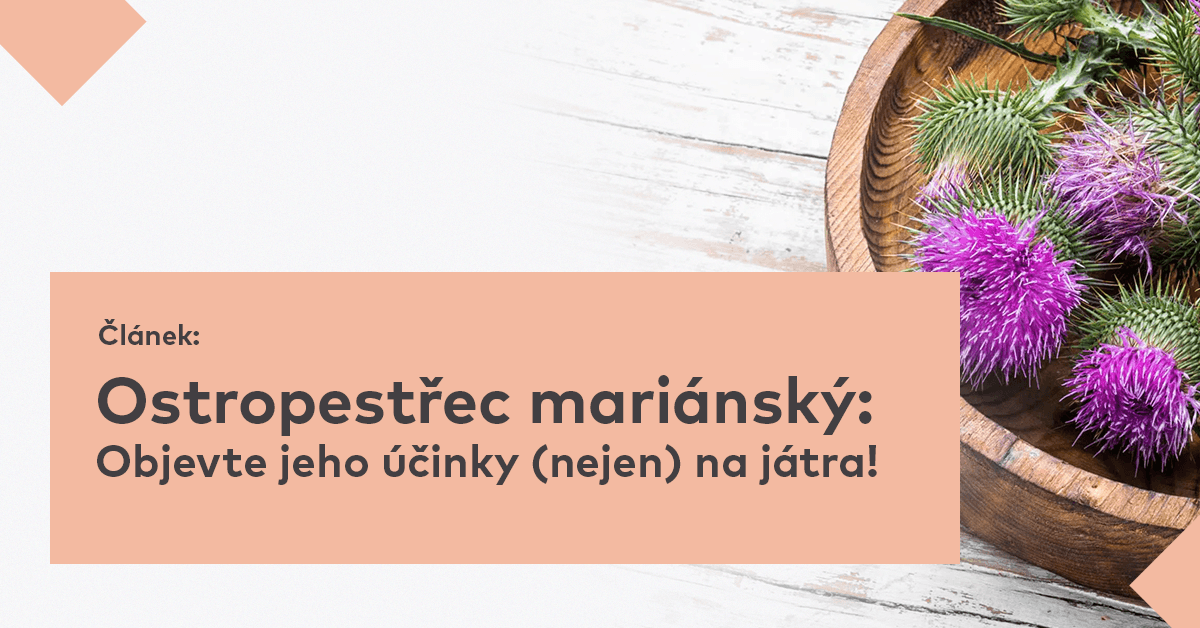 Ostropestřec mariánský: Objevte jeho účinky (nejen) na játra!