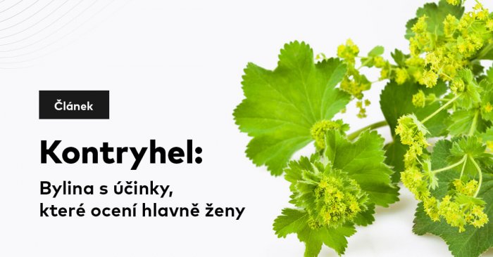 Kontryhel: Bylina s účinky, které ocení především ženy