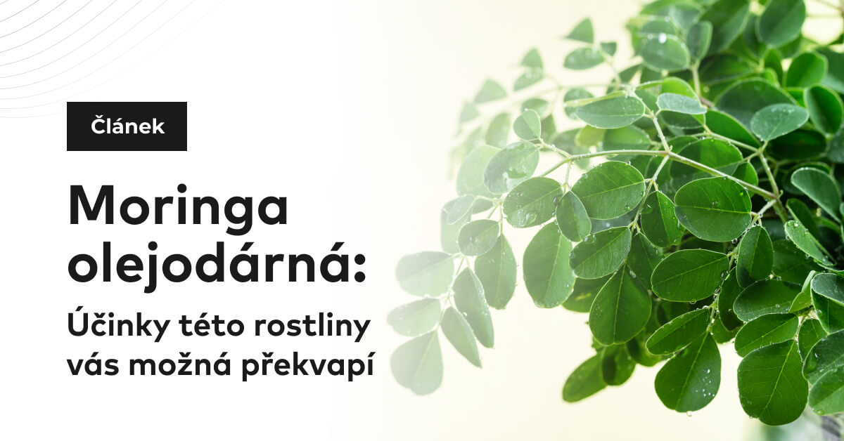 Moringa olejodárná: Účinky této rostliny vás možná překvapí