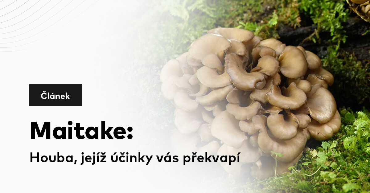 Maitake: Houba, jejíž účinky vás překvapí