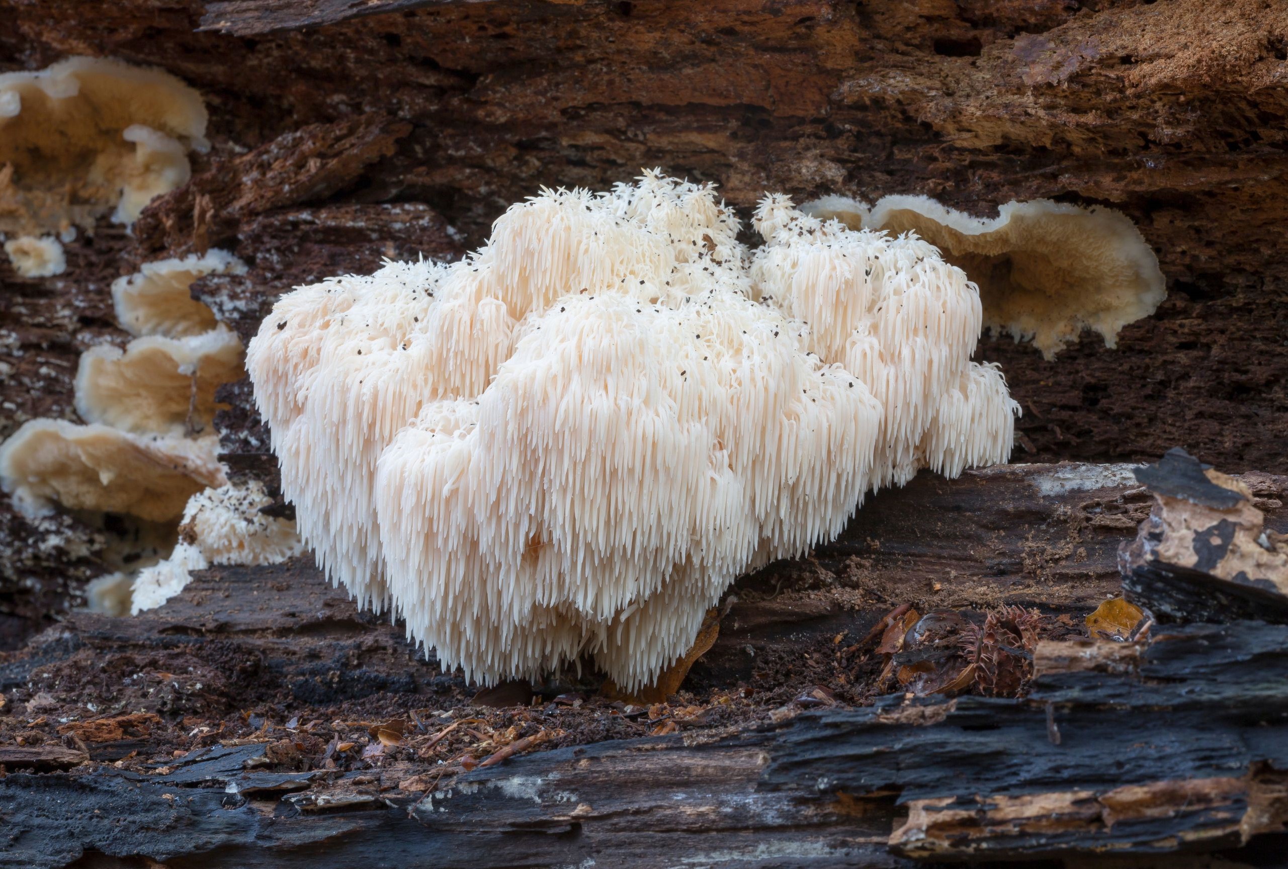 lions-mane