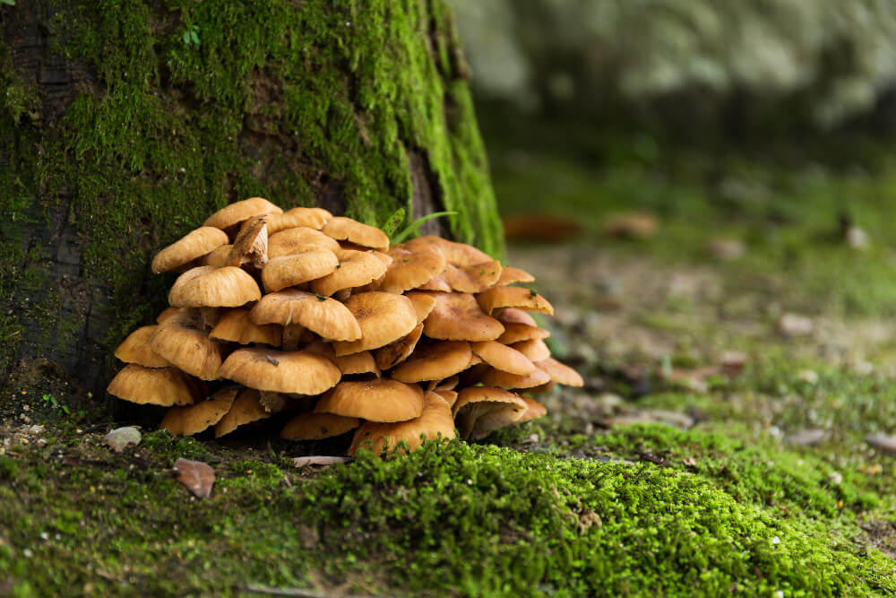 maitake