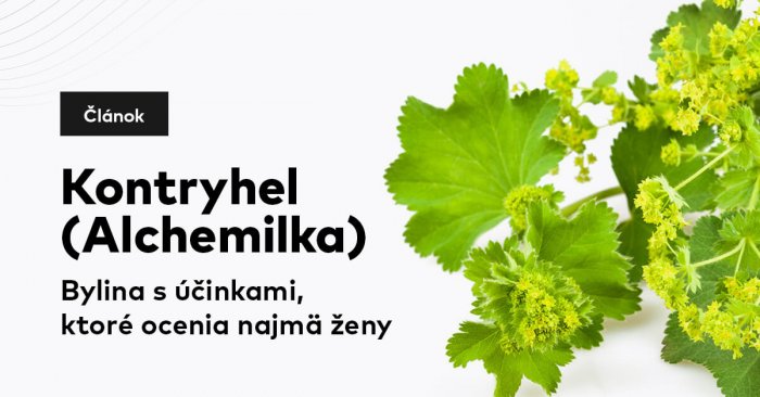Kontryhel (Alchemilka): Bylina s účinkami, ktoré ocenia najmä ženy