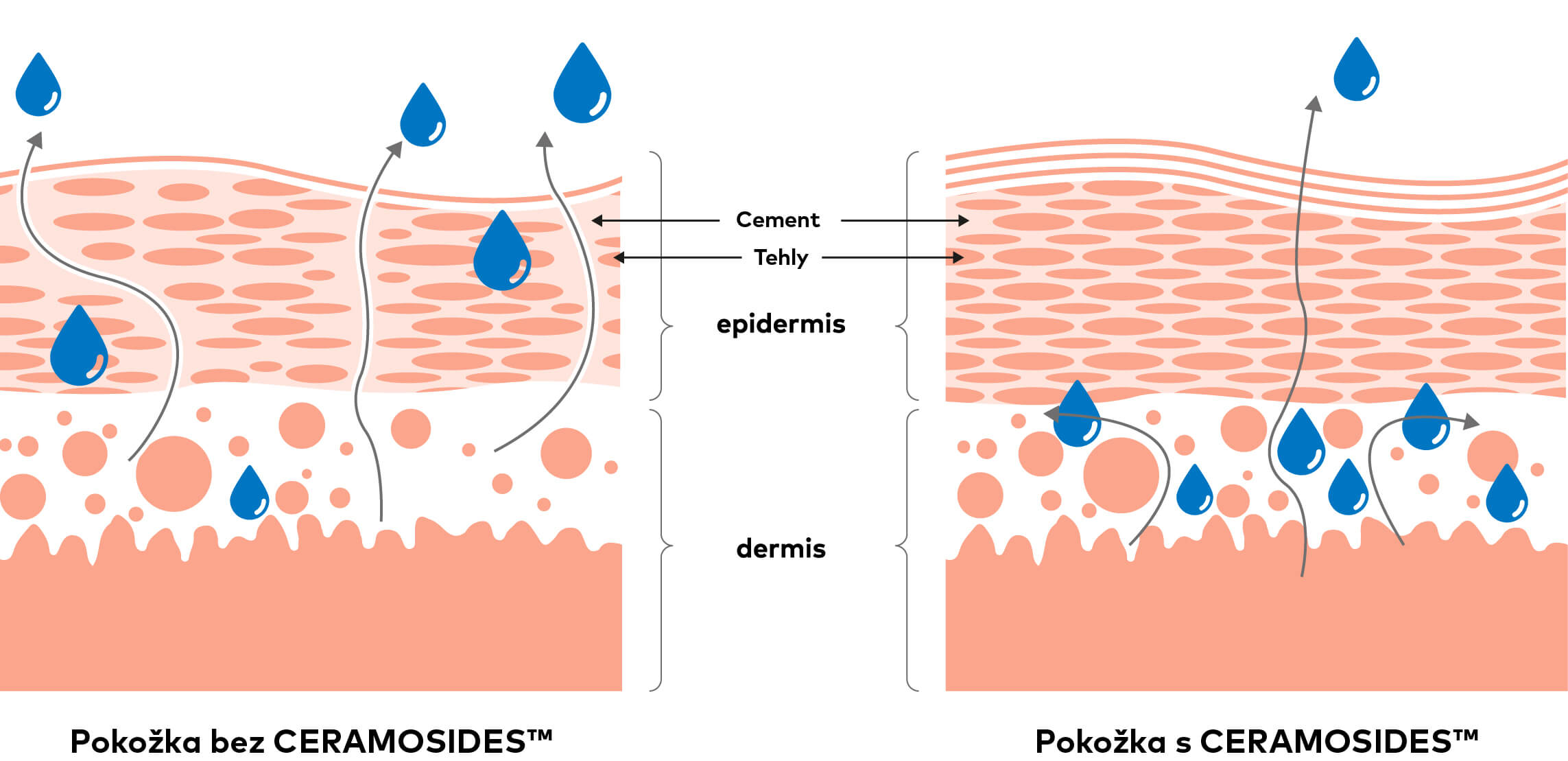 ceramosides_1_2_sk