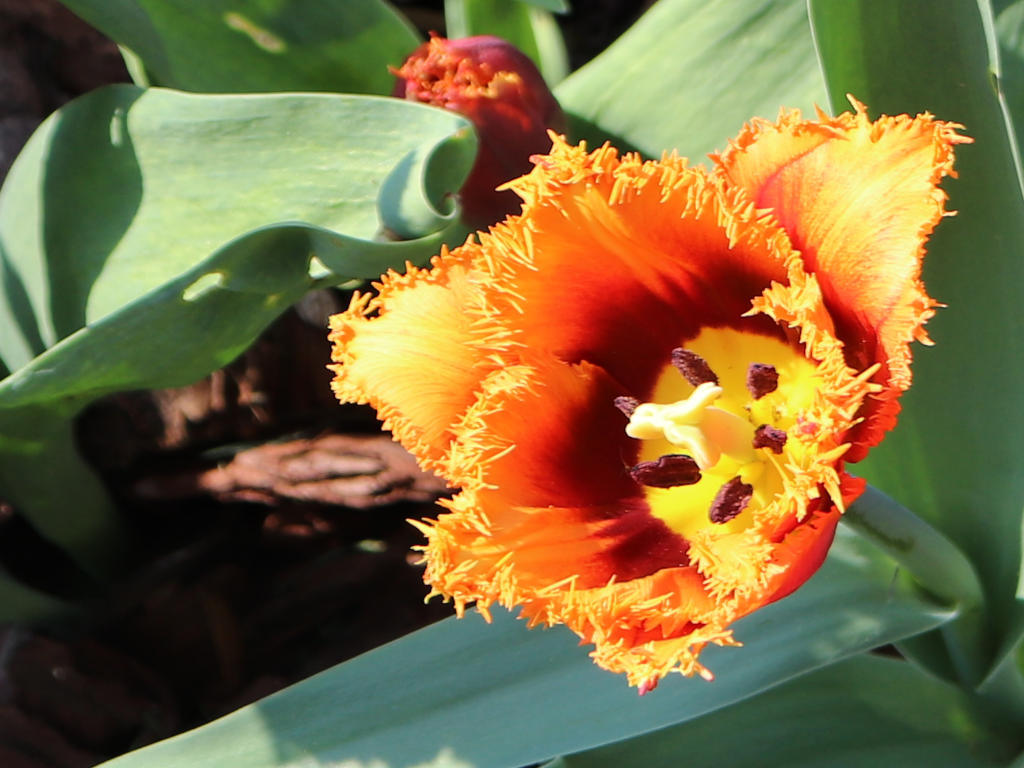 Pro jarní stolování