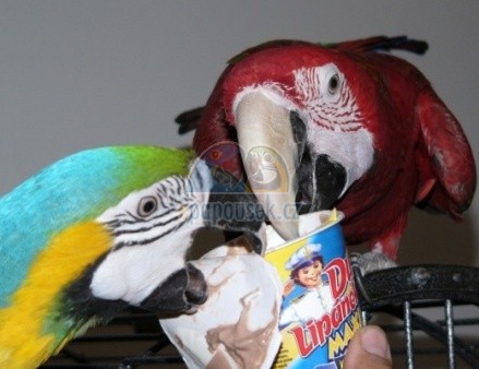 11.10.2008 na ČT 1 v pořadu Mezi námi zvířaty vystoupili naši papoušci arové Adélka, Artuš, Kanga a Charlie.