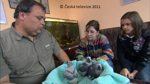 Papoušci  žako v pořadu o zvířatech Zoománie ČT1 9.8.2011 15:20
