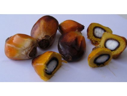 Plody palmy olejné (palmové ořechy)