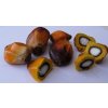 Plody palmy olejné (palmové ořechy)