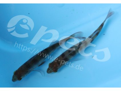 Perca fluviatilis DE