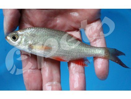 Scardin. Erythrophthalmus natur CZ1