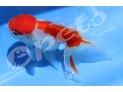 Caras.aurat.schl.red oranda CZ