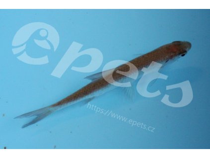 Rutillus rutillus CZ