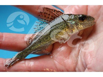 Gymnocephalus cernuus CZ