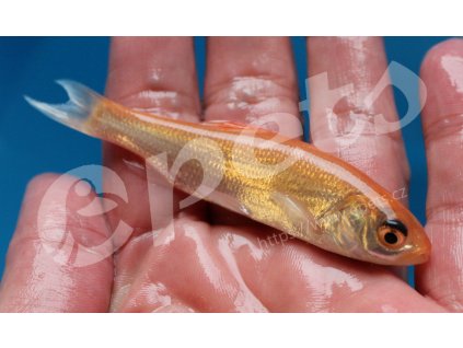 Leuciscus idus gold CZ