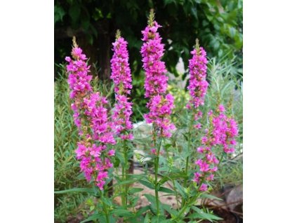 Lythrum salicaria