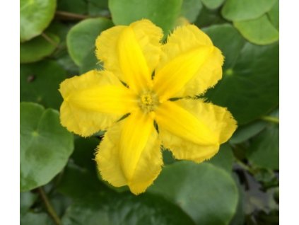 Nymphoides peltata