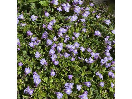 Mazus reptans