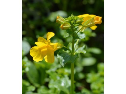 Mimulus luteus1