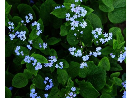 Myosotis palustris