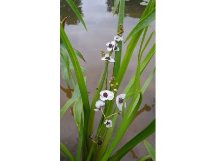 Sagittaria Sagittifolia