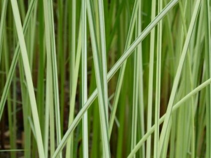 Albescens