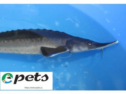 Sibirischer Stor Acipenser baeri2