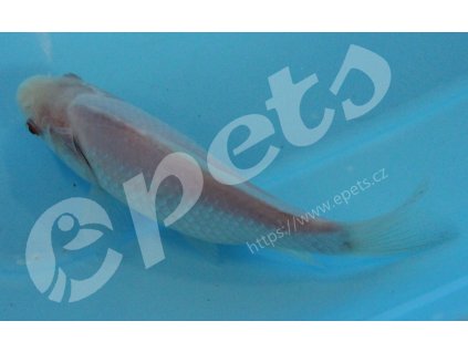 Carassius auratus white CZ