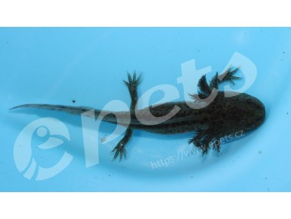 Ambystoma mexicanum axolotl CZ
