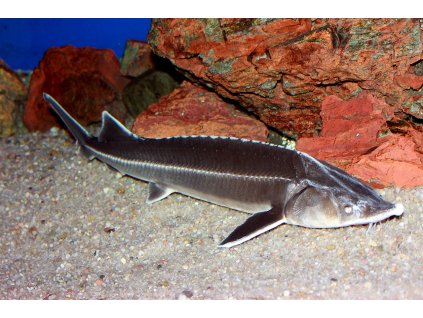 Acipenser ruthenus Prague Vltava 1