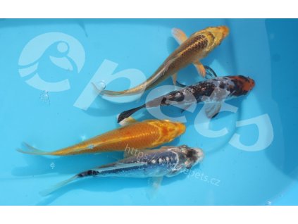 Karp koi mix AA Quality Europe CZ