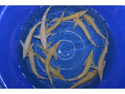 big jeseteri 2489 DSC 0075